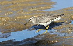 Gray-tailed Tattler